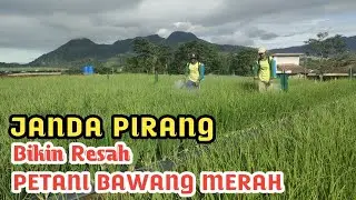 Cara Mengatasi Penyakit JANDA PIRANG pada Bawang Merah