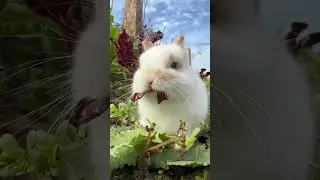 Cute rabbit 