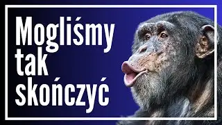 Gdyby nie mięso, rzucalibyśmy w szympansy kupą