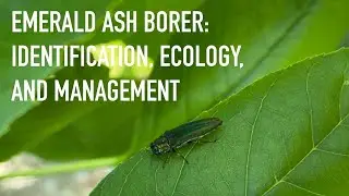 Emerald Ash Borer: Identification, Ecology, and Management