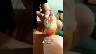 Baby massage 🥰 #cutebaby #conure #parrot #viralsong