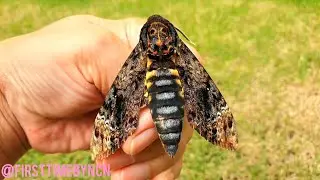 Death's Head Hawk Moth(Original videos)@ firsttimebyncn