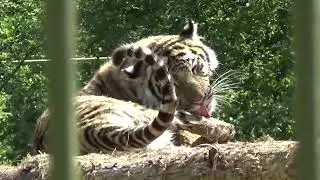 Тигрица Харли чистит шубку после купания🐯🐾 ПАРК ЗЕМЛЯ ПРАЙДА 🌿