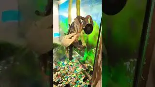 Висит обезьяна 🦀