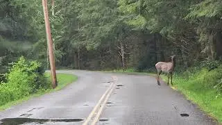 Elk near Carbon River (Mount Rainier) April 27, 2024