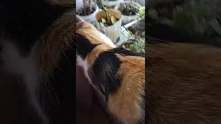Муся трех цветная кошка ведет себя дома как хозяйка домашняя.Моя россада и новый урожай 2023 года