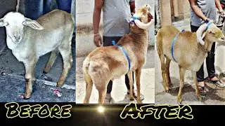 Telengana Sheep Transformation (2019-2020) Sheru 😘