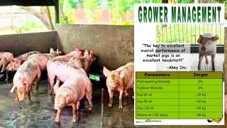 Pag-aalaga ng Pambentang Baboy | Basic Swine Raising Guide
