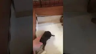 Малышам 3 недели!