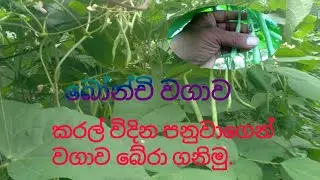 බෝන්චි වගාව කරල් විදින පනුවාගෙන් වගාව බේරා ගනිමු./බෝන්චි වගාව//bonchi  wagawa//