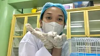 Rat x Hamster Experiment Day 1 🤩