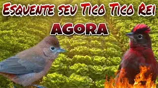 Esquente e foguea seu Tico Tico Rei Na Hora Com Esse Audio Estimulador De Fêmea Marcheando