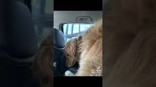 Puppies Trip NYC For The First Time!