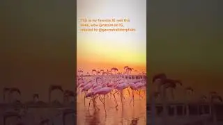 Beautiful  Reels #flamingo #birds #bird #birdslover #beautiful #beauty #nature #sunset