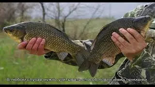 Какие крючки используются для ловли карася