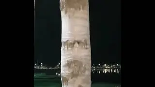 Гнездо попугаев