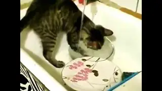 Кот моет посуду от РУССКАЯ ПРИРОДА