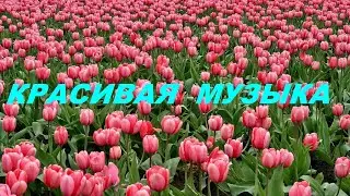 Цветущий Мир🌷Красивая Музыка и Природа