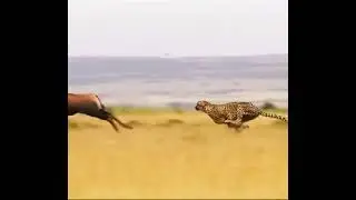 cheetah 🐆 never lose on target 🤏