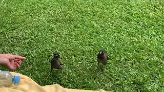 Веселая история про то, как поссорились два скворца Майна 😁