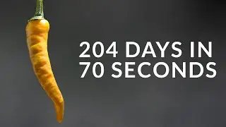 Growing Orange CAYENNE PEPPER Time-lapse