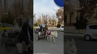 Бедный ослик