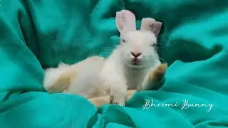 Little Baby Bunny Sleeping rabbit! Bunnies sleeping #bunny #rabbit #cute #bunny bhoomi