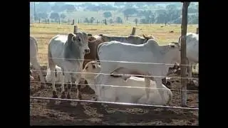 02/08/2016 - JORNAL DO PRODUTOR - Reportagem sobre acordo bilateral entre Brasil e EUA para carne