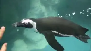 Mystic Aquarium Гладим живых скатов, кормим птиц с рук Океанариум Мистик аквариум Rhode Island 2017