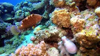 Dahab lighthouse 2020 okt19 dive1