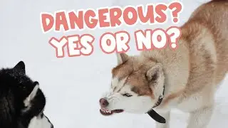 Are Huskies DANGEROUS? (Yes or No?)