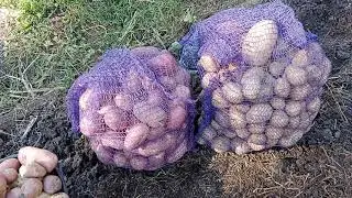 картофель ВЕДРО с метра квадратного это реально