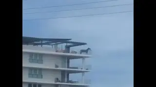 Man 2 (sad horse meme)