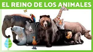 REINO ANIMALIA 🐻 (Definición, Características y Clasificación)