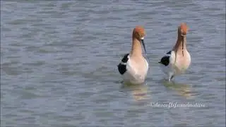 American Avocet Courtship Display and Mating Ritual