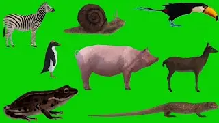 Animal Green Screen Video | Animal Idle Green Screen | Animal Standing Green Screen | Free to Use |