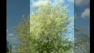 Ах черёмуха белая!!!