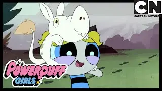 NOVO AMIGO | As Meninas Superpoderosas | Cartoon Network 🇧🇷