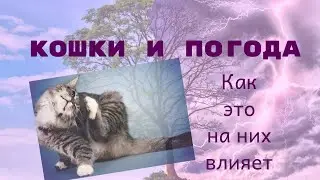 Кошки и погода. Как это на них влияет.