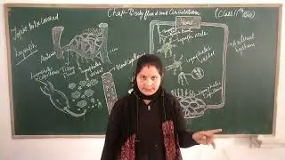 Class - 11th / Biology Chapter-18 ( Body fluids and circulation - Lecture 6)