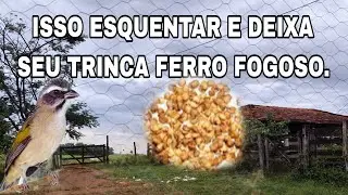ISSO ESQUENTAR E DEIXA SEU TRINCA FERRO FOGOSO.