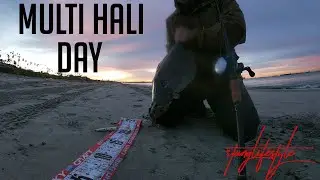 Halibut Surf Fishing: Multiple Hali Day