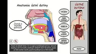 Trávení, část 5: Ústní dutina - anatomie
