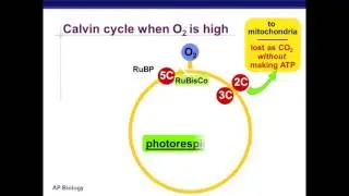 C4, CAM, & Photorespiration (Foglia)
