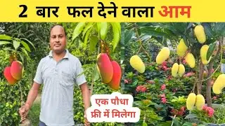 All Time Mango || साल में दो बार फल देने वाला आम || Best Mango Variety In India