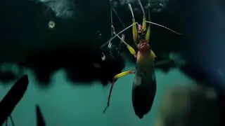 הדברה חולדות - תיק תק הדברות - הדברת חולדות בחולון - הדברת מכרסמים בבית -