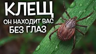 TICK: A creature WITHOUT EYES, but it FINDS you unmistakably. How?