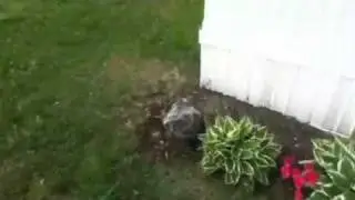 Hunting Wabbit the sequel