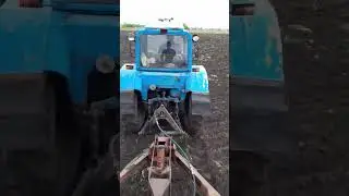 посев гороха