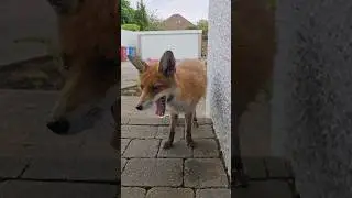 Wild Fox Yawning 
